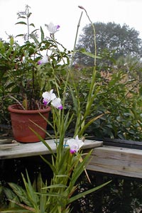 This bamboo orchid grows nicely on my screened porch