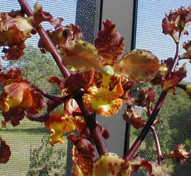 A good look at the flowers of the cigar orchid