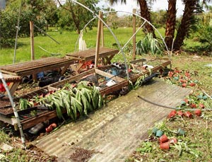 My orchid greenhouse was blown away by Hurricane Charley